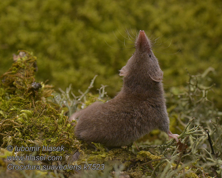 Crocidura suaveolens Sivriburunlu bahçefaresi