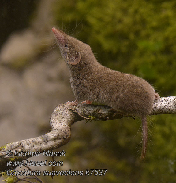 Crocidura suaveolens חדף קטן زباب أصغر أبيض الأسنان 