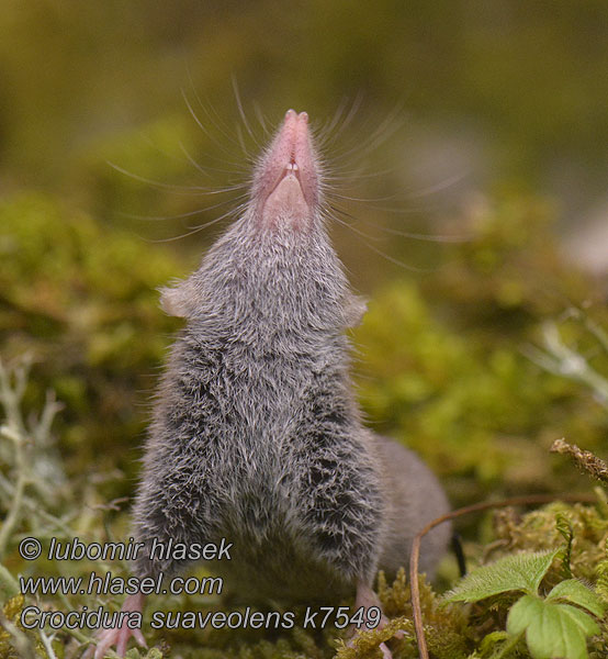 Crocidura suaveolens Малка белозъбка