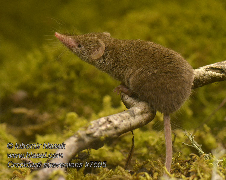 Crocidura suaveolens Kotipäästäinen