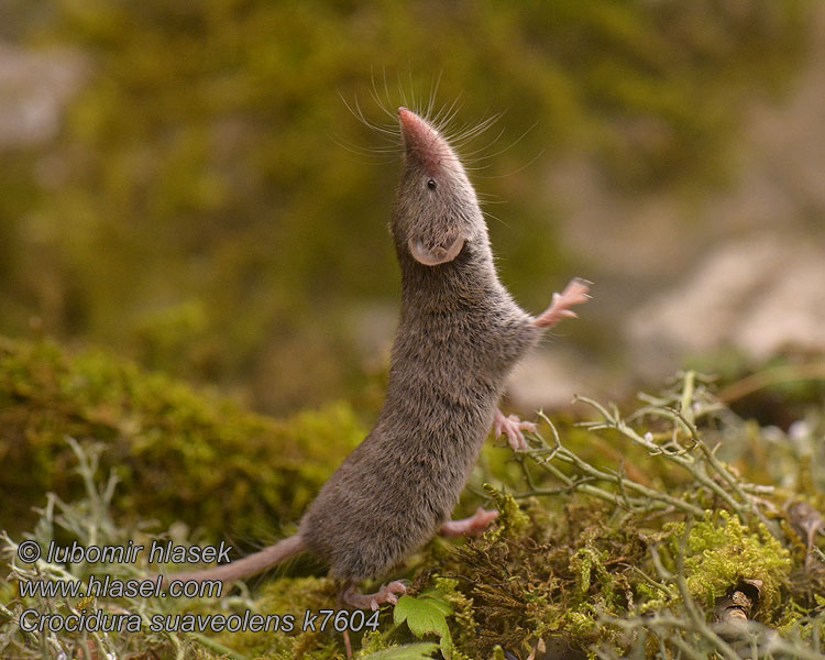 Crocidura suaveolens Crocidura minore odorosa