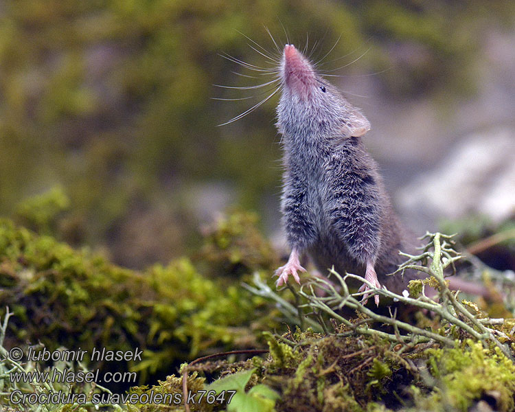 Crocidura suaveolens Keleti cickány