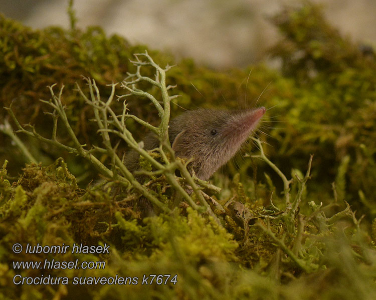 Crocidura suaveolens Малая белозубка