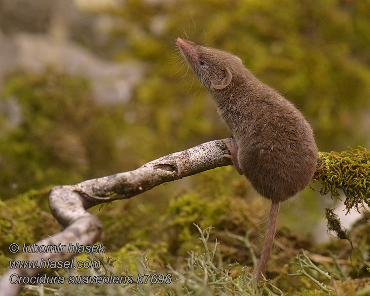 Crocidura suaveolens Bielozubka krpatá