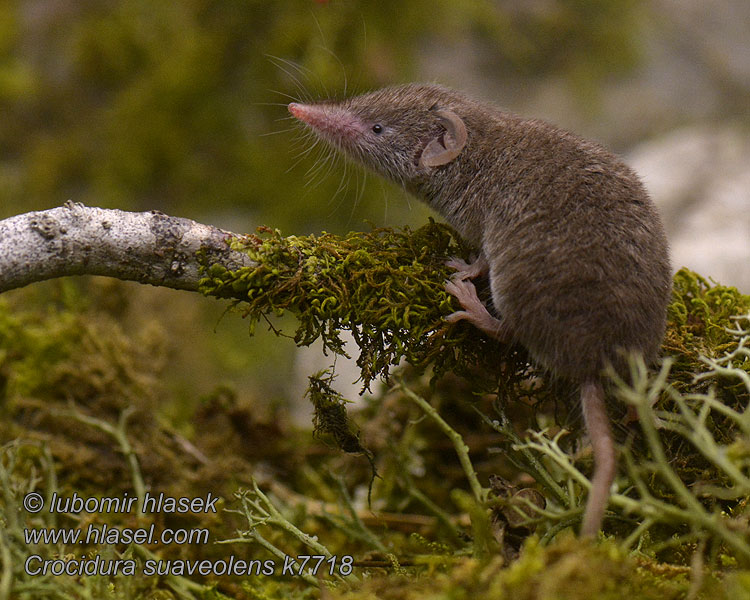 Crocidura suaveolens Musaraña campo