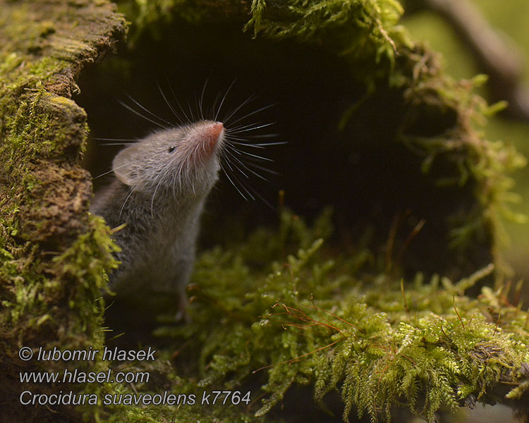 Crocidura suaveolens Gartenspitzmaus Bělozubka šedá