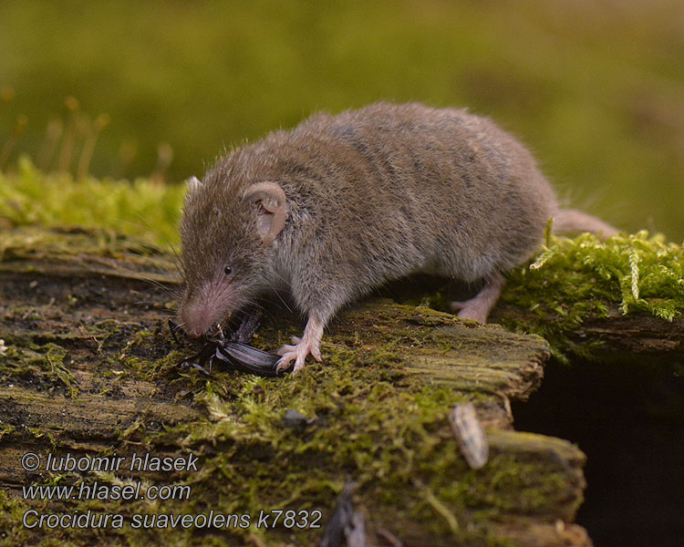 Crocidura suaveolens Lesser White-toothed Shrew šedá Crocidure jardins