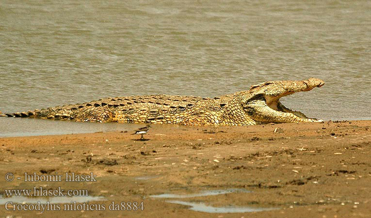 Cocodril Nil Nila krokodilo Buaya sungai Nil Nílarkrókódíll Nkɔ