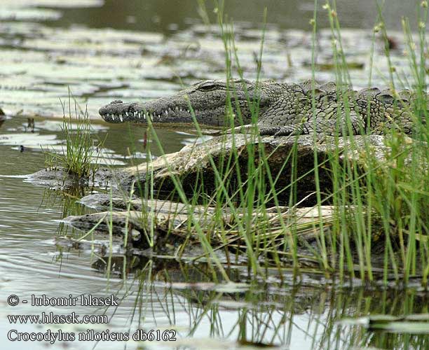 Crocodilo-do-nilo Ingona Crocodilul Nil