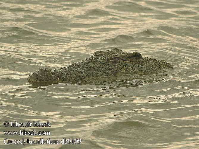 Cá sấu sông Nin Ọ̀ni Nílò 尼羅鱷 Crocodylus niloticus Nile crocodile
