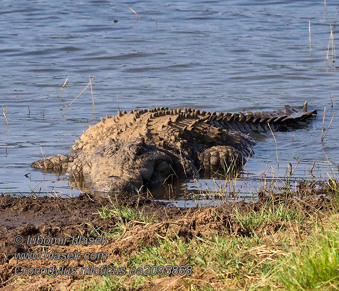 Nilkrokodille Crocodylus niloticus