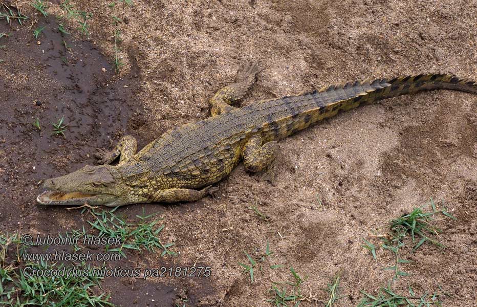 Niilinkrokotiili krokotiilit Crocodylus niloticus