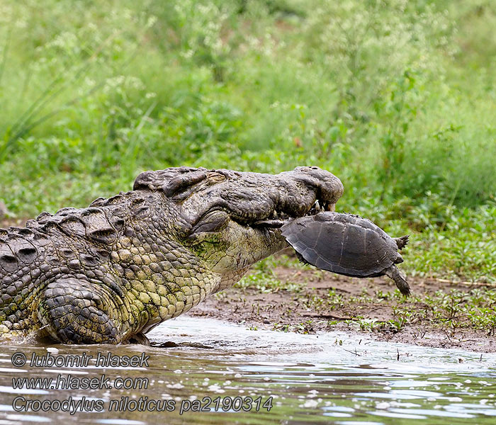 Nile crocodile Crocodylus niloticus