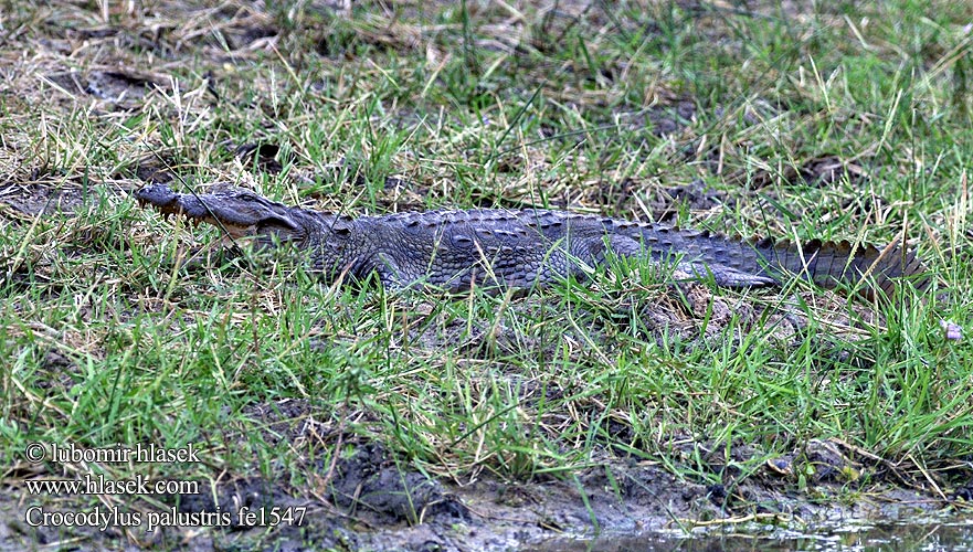 Crocodylus palustris Krokodýl bahenní íránský perský Sumpfkrokodil 沼澤鱷 Mugger crocodile ヌマワニ Crocodile marais 늪지악어 Moeraskrokodil Болотный крокодил Krokodyl błotny Индийски крокодил Krokodil-geun گاندو Suokrokotiili תנין הביצות Močvarni krokodil Mocsári krokodil Fenjakrókódíll Krokodíl bahenný Индијски крокодил Sumpkrokodil