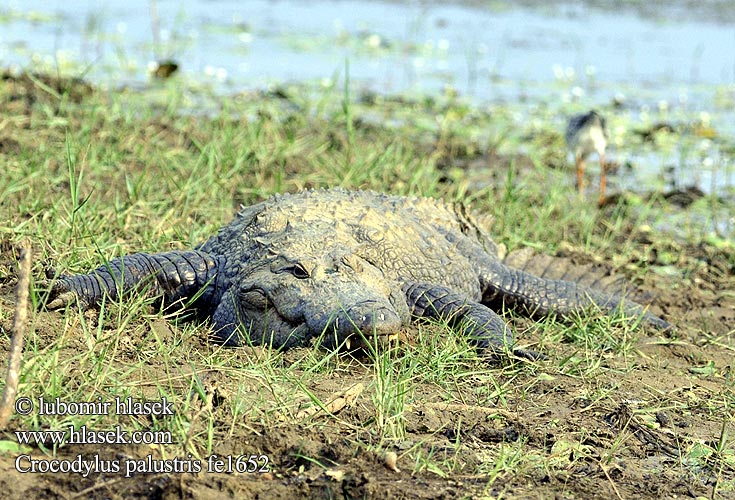 沼澤鱷 Mugger crocodile ヌマワニ Crocodile marais 늪지악어 Moeraskrokodil Болотный крокодил Krokodyl błotny Индийски крокодил Krokodil-geun گاندو Suokrokotiili תנין הביצות Močvarni krokodil Mocsári krokodil Fenjakrókódíll Krokodíl bahenný Индијски крокодил Sumpkrokodil Crocodylus palustris Krokodýl bahenní íránský perský Sumpfkrokodil