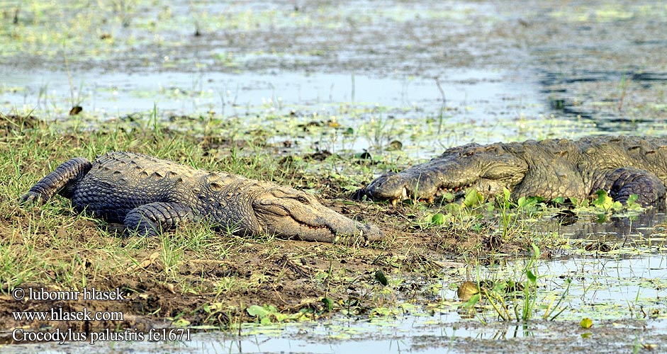 Fenjakrókódíll Krokodíl bahenný Индијски крокодил Sumpkrokodil Crocodylus palustris Krokodýl bahenní íránský perský Sumpfkrokodil 沼澤鱷 Mugger crocodile ヌマワニ Crocodile marais 늪지악어 Moeraskrokodil Болотный крокодил Krokodyl błotny Индийски крокодил Krokodil-geun گاندو Suokrokotiili תנין הביצות Močvarni krokodil Mocsári krokodil