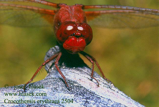 Crocothemis erythraea Vuurlibel Feuerlibelle Szafranka czerwona