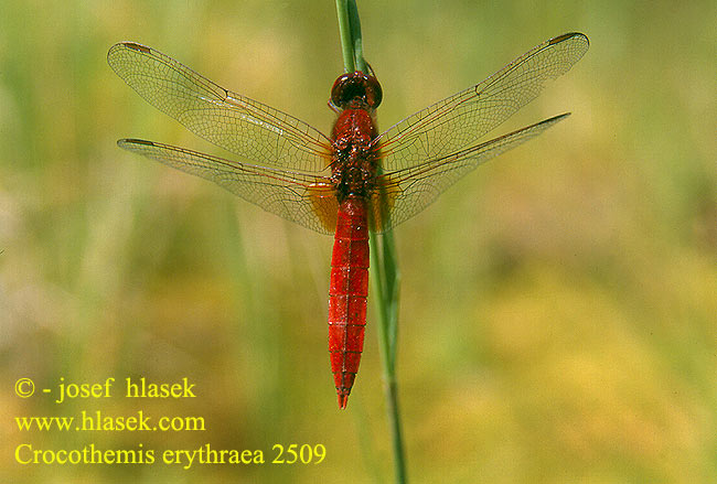 Crocothemis erythraea Vážka červená