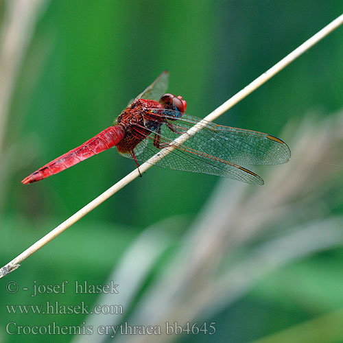 Crocothemis erythraea Vážka červená