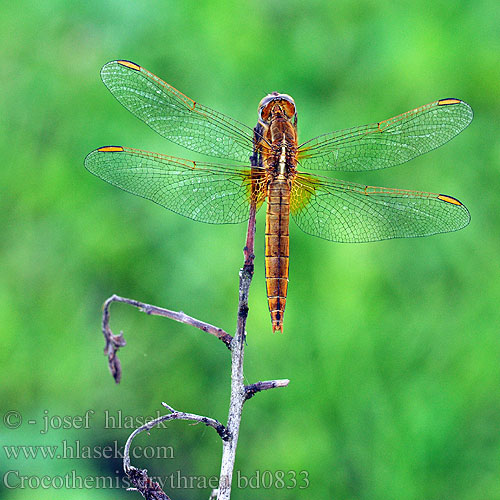 Crocothemis erythraea bd0833