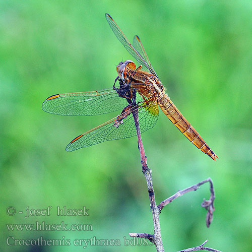 Crocothemis erythraea bd0835