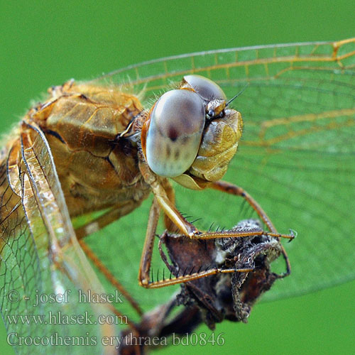 Crocothemis erythraea bd0846