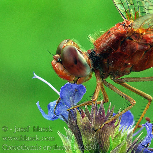 Crocothemis erythraea bd0850