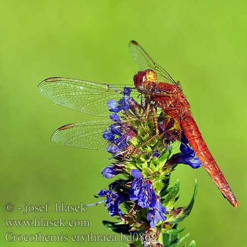 Crocothemis erythraea bd0862