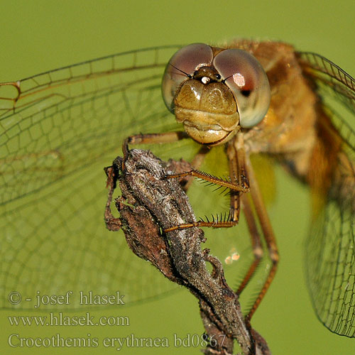 Crocothemis erythraea bd0867