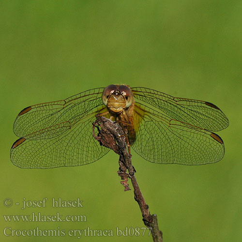 Crocothemis erythraea bd0877