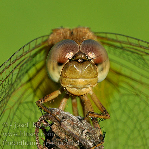 Crocothemis erythraea bd0887