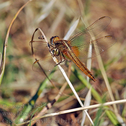 Crocothemis erythraea bg1311