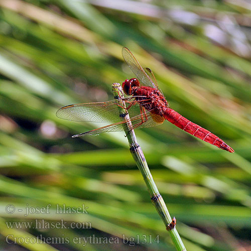 Crocothemis erythraea bg1314