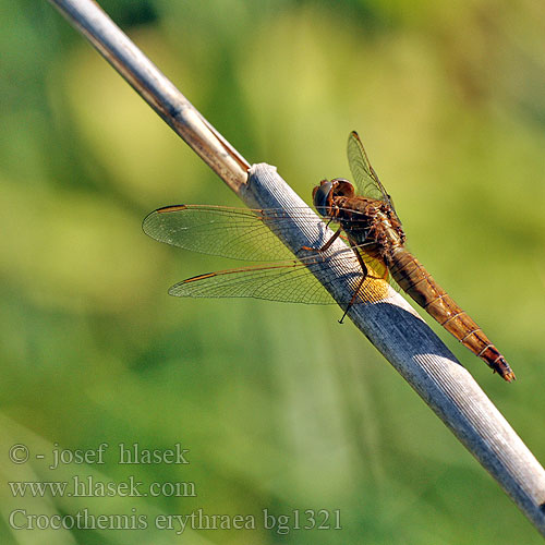 Crocothemis erythraea bg1321