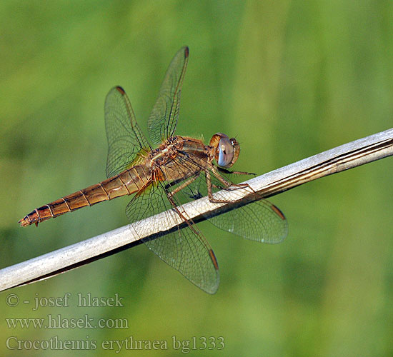 Crocothemis erythraea bg1333