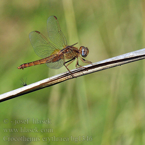 Crocothemis erythraea bg1346