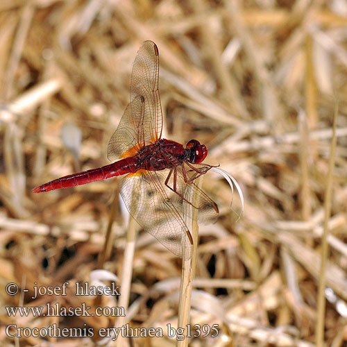 Crocothemis erythraea bg1395