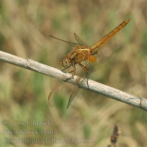 Crocothemis erythraea bg3060