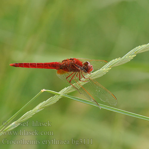 Crocothemis erythraea bg3111