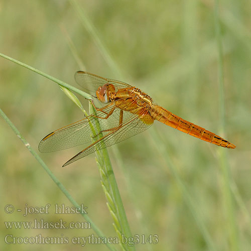 Crocothemis erythraea bg3143