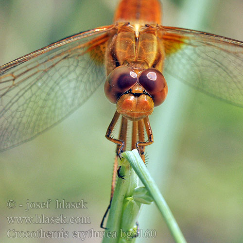 Crocothemis erythraea bg3160