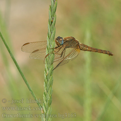 Шафранка червона Broad Scarlet Darter