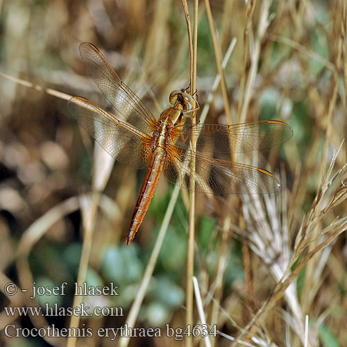 Crocothemis erythraea bg4634