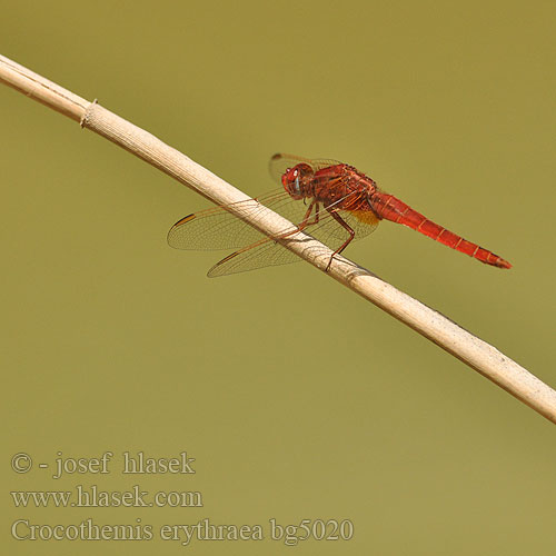 Broad Scarlet Darter Opoldanski škrlatec Libellule