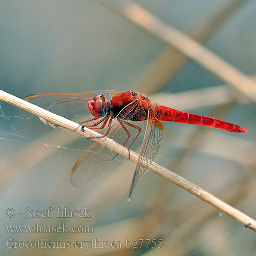 Crocothemis erythraea bg7755