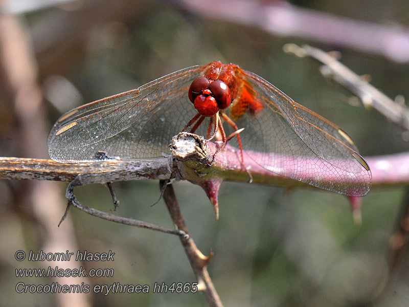 Crocothemis erythraea