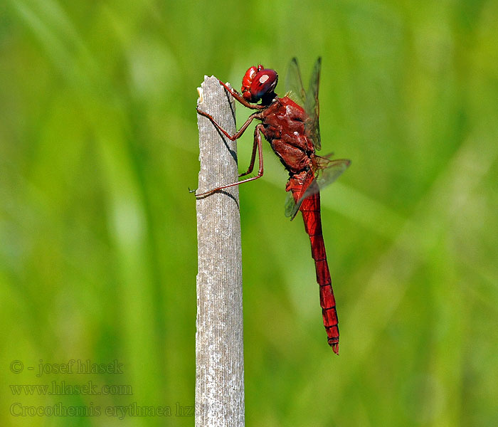 Crocothemis erythraea