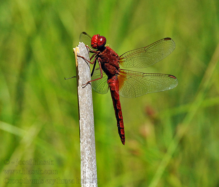 Crocothemis erythraea