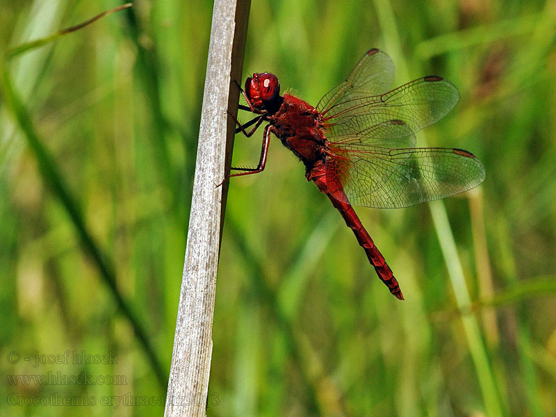 Crocothemis erythraea