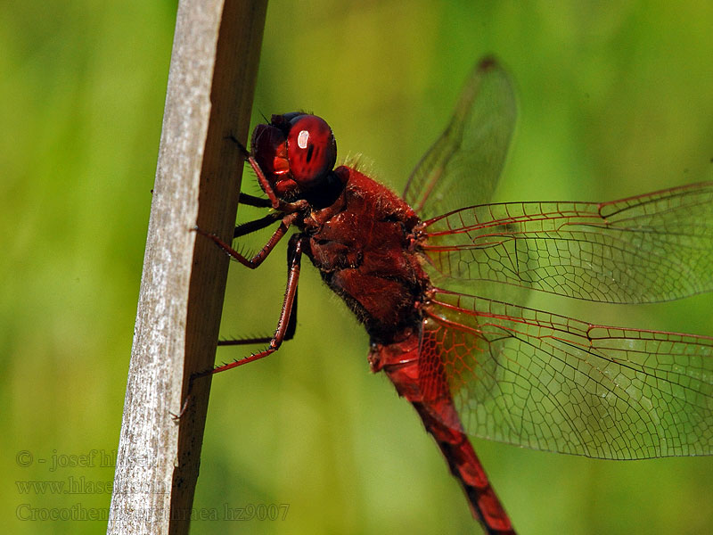 Crocothemis erythraea